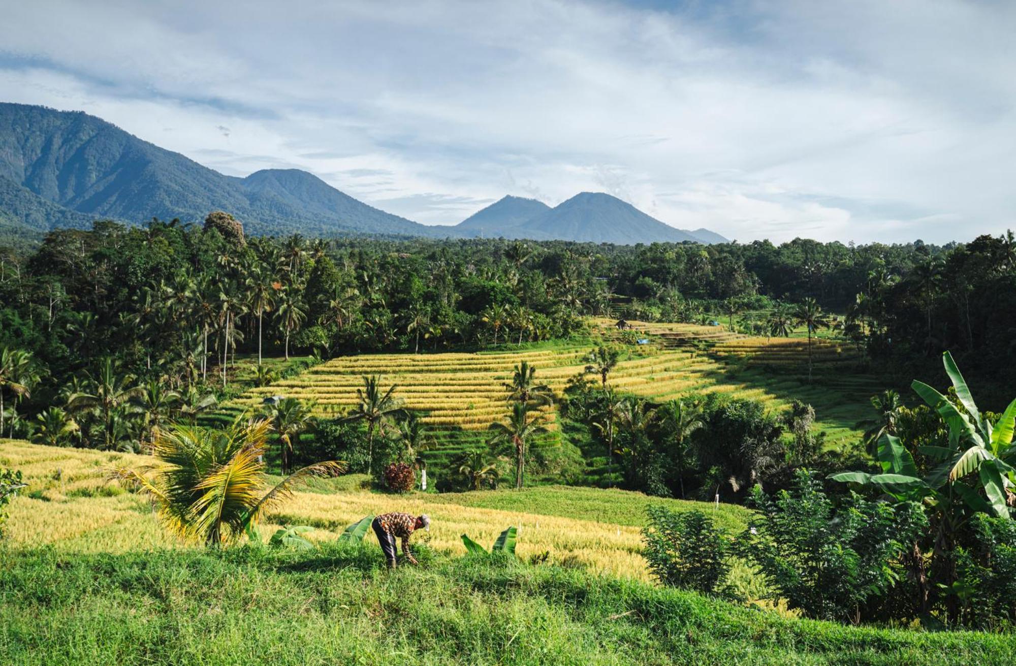Oemah Tepi Sawah Villa Jatiluwih Exterior photo